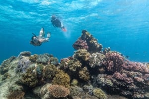 Cairns: Great Barrier Reef Full-Day Tour