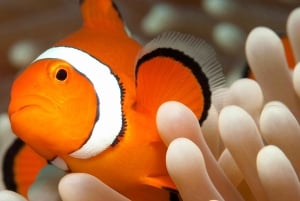 Cairns: Great Barrier Reef Full-Day Tour