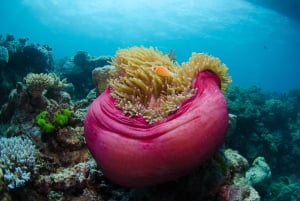 Cairns: Snorkletur med overnatting på Great Barrier Reef