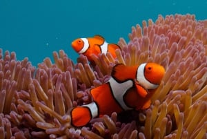 Cairns: Snorkletur med overnatting på Great Barrier Reef