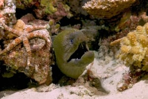 Cairns: Snorkletur med overnatting på Great Barrier Reef