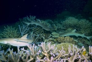 Cairns: Snorkletur med overnatting på Great Barrier Reef