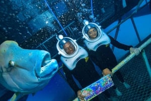 Cairns: Pontón de la Gran Barrera de Coral con Actividades Acuáticas