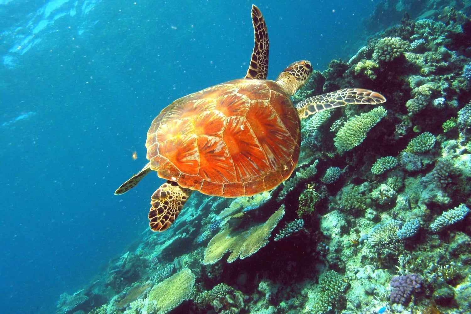 Cairns: snorkling i Great Barrier Reef og naturskjønn flytur