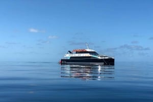 Cairns: Snorkelcruise in het Groot Barrièrerif met lunch