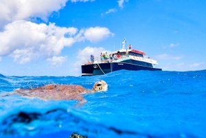 Cairns: Snorkelcruise in het Groot Barrièrerif met lunch
