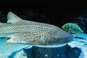 Кэрнс: сумеречная экскурсия по аквариуму с гидом