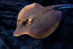 Cairns: Nacht in het Aquarium Rondleiding & 2-gangendiner