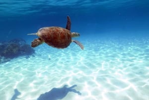 ケアンズ発：オーシャンスピリット号でグレートバリアリーフ1日ツアーをご案内します