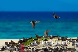 ケアンズ発：オーシャンスピリット号でグレートバリアリーフ1日ツアーをご案内します