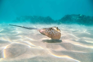 Cairns: Snorkel- og dykkercruise til Outer og Coral Cay