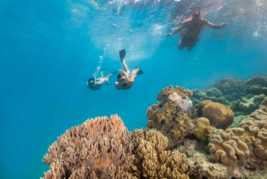 Cairns: Snorkel- og dykkercruise til Outer og Coral Cay