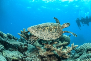 Cairns: Tour di un giorno della Grande Barriera Corallina esterna con pranzo