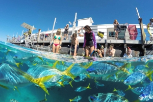 Cairns: Yttre Stora Barriärrevet Ponton med aktiviteter