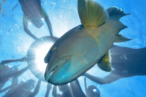 Cairns: Yttre Stora Barriärrevet Ponton med aktiviteter