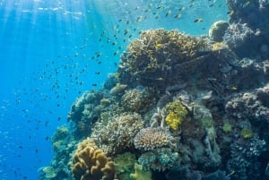 Cairns: Buitenste Groot Barrièrerif Ponton met Activiteiten