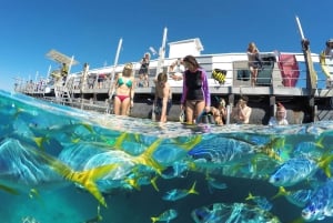 Cairns: Buitenste Groot Barrièrerif Ponton met Activiteiten