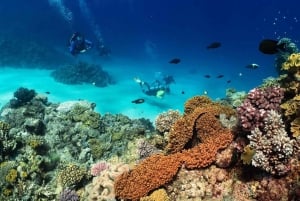 Cairns: Dagtrip Scubaduiken met privébegeleiding