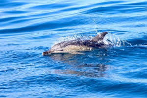 Tour avventuroso in barca di 2,5 ore da Newcastle