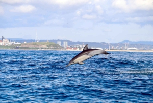 Tour avventuroso in barca di 2,5 ore da Newcastle