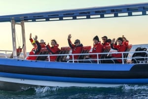 Tour avventuroso in barca di 2,5 ore da Newcastle