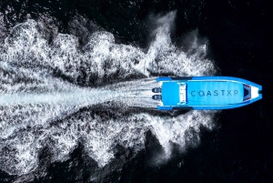 Tour avventuroso in barca di 2,5 ore da Newcastle