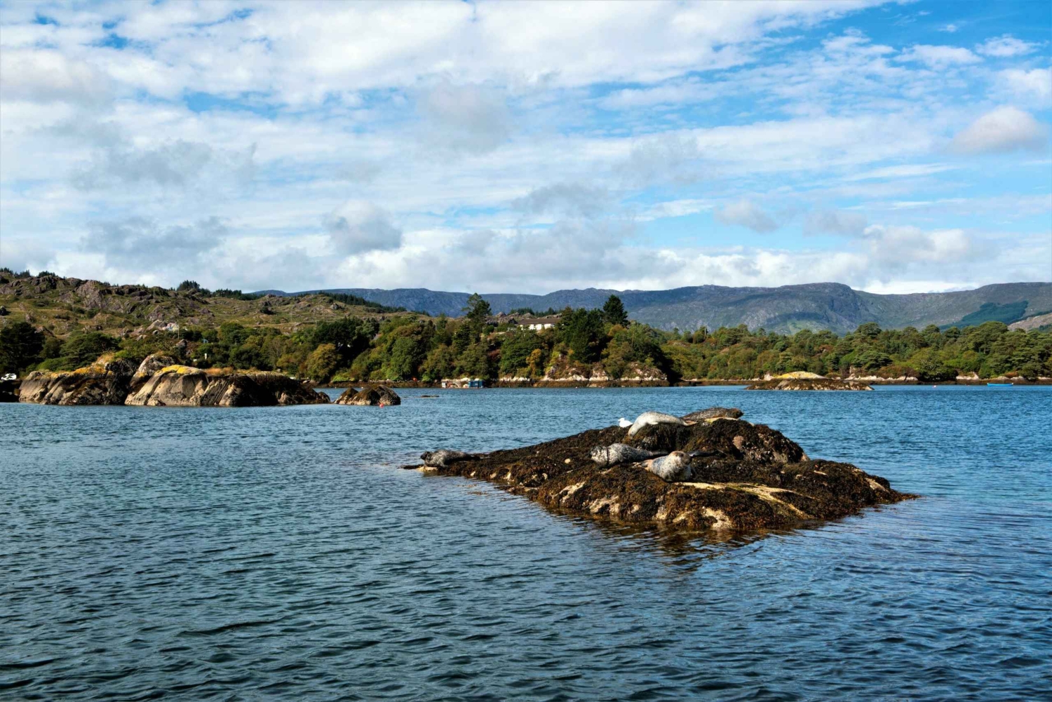 Kork Tur til Fastnet Rock Lighthouse og Cape Clear Island