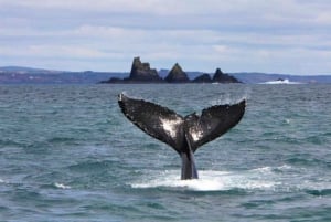 Cork: Fastnet Rock Lighthouse and Cape Clear Island Tour