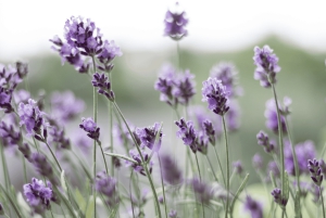 Круизный лайнер - Береговая экскурсия в Порт-Артуре - Хобарт