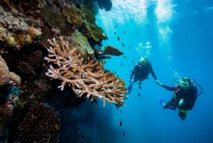 Unelmien saari: Great Barrier Reef Adventure Cruise