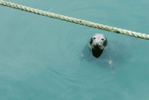 Dublin: Excursão de 1 dia a Howth e ao Castelo de Malahide
