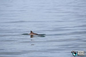 Dublin: Rejs wycieczkowy z historią i dziką przyrodą z komentarzem na żywo