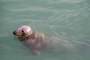 Dublin: Howth Coastal Craft Beer and Seafood Tour
