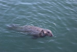 Dublin: Howth Coastal Craft Beer and Seafood Tour