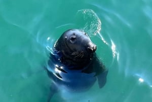 Dublin: Vandring längs kusten i Howth