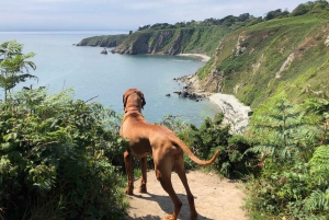 Dublin: Excursão a pé pelo Howth Safari