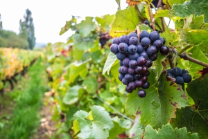 Dublin: Private Wine Tasting Tour with Wine Expert