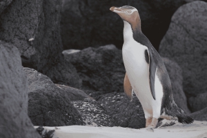 Dunedin: tour de vida silvestre en la península de Otago