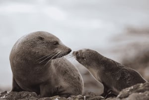 Dunedin: tour de vida silvestre en la península de Otago