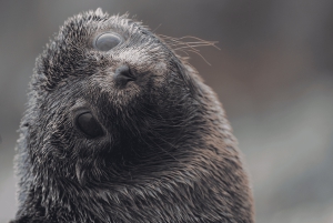 Dunedin: tour de vida silvestre en la península de Otago