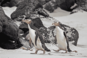 Dunedin: tour de vida silvestre en la península de Otago