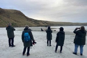 Dunedin: tour de vida silvestre en la península de Otago
