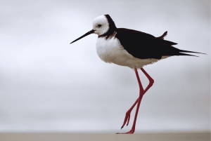 Dunedin: tour de vida silvestre en la península de Otago