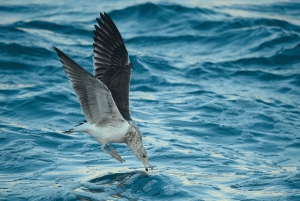 Dunedin: tour de vida silvestre en la península de Otago