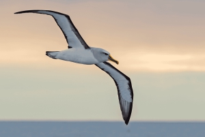 Dunedin: tour de vida silvestre en la península de Otago