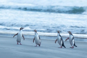 Dunedin: tour de vida silvestre en la península de Otago