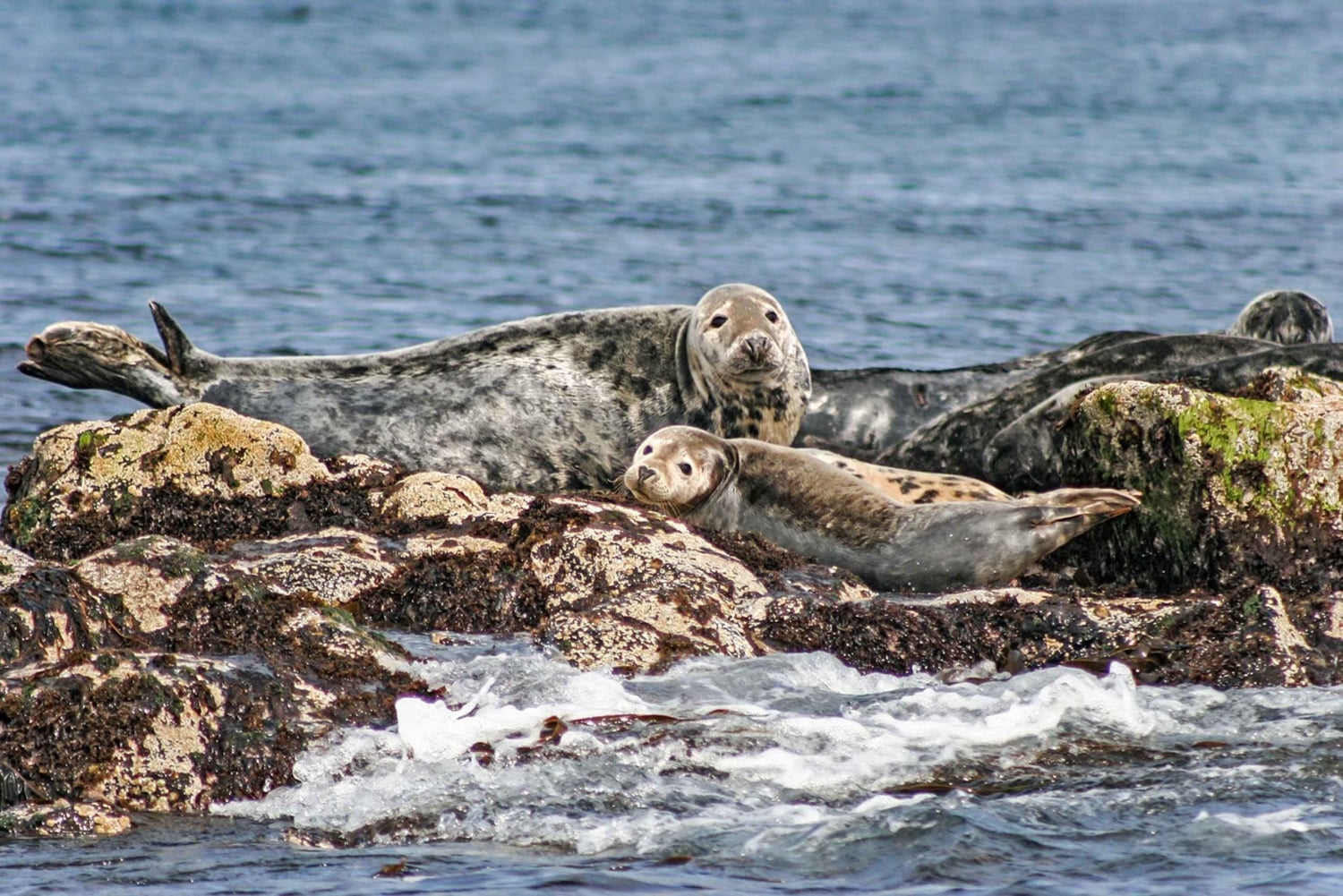 エディンバラ：「フォース湾」スリーブリッジ観光クルーズ