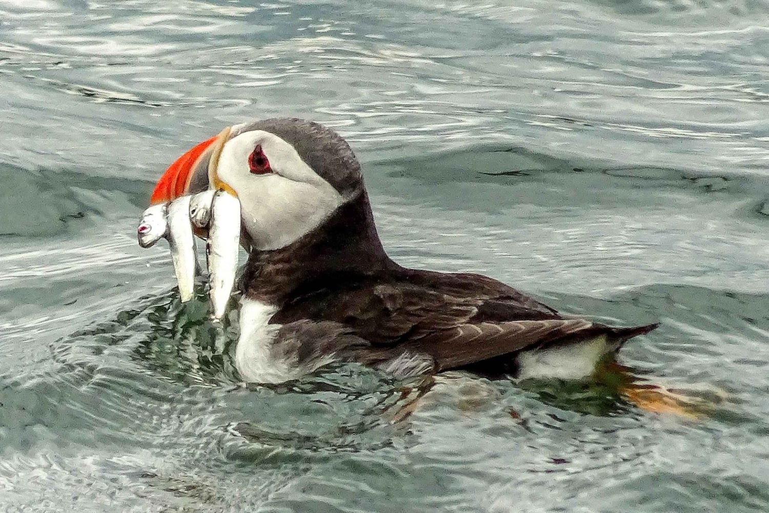 エディンバラ：「フォース湾」スリーブリッジ観光クルーズ