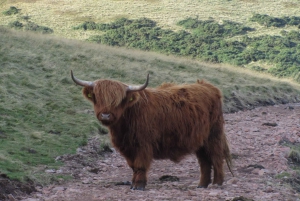 Edinburgh: Pentland Hills guidad naturvandring
