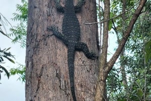 Airlie Beach: Waterfall & Bushwalk Eco Adventure Whitsundays